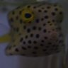 Mr Fishface