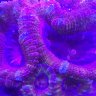 Reef_monster
