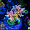 KDCoral_