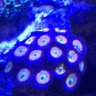 Tomcorals
