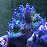 reefed to long