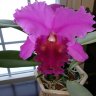 Kelly Hanson