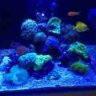 Reefcube