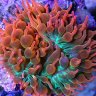 Ascended Reef