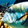 Acanthuridae Lover