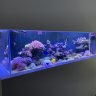 mrreeftank