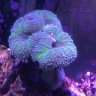 AspiringLobophyllia