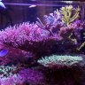 Foothill Corals
