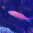 Angel_Anthias lover