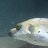 DoggoThePuffer