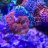 AquaHobby31