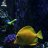 coralchiefreef