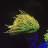 Randy’s reef