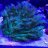 Kittenslim