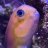 KetchumAquatics