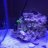 LilJoeAquarium