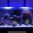 AZ_Reef