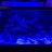 Coral_fish