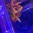AceShadow_Reefer