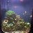 Reefing_Engineer