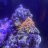 ReefHunter006