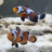 Andrew_NYC_Reef