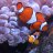 PokeFish