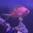 reefing89