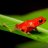 RedFrog211