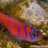 Reeffire