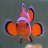 Emma_fish