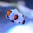Fish Novice