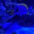SurgeonFish