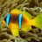 NoahLikesFish