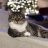 iamacat