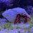 shootingstar_reef