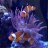 alexkowalik