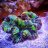LabyrinthCorals