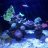 Jack biocube 32