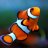 ClownFish664
