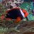 MissouriReefer31