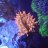 devs_reefs