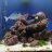 Scott's aquarium