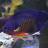 genericfishname