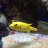 G puffer