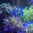 dixons_reef