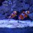 dstockwell