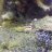 Goby Bryant