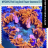 Reefing102begal