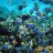 death-by-reef